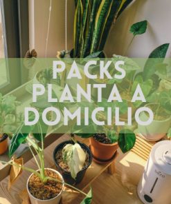 Pack de plantas a domicilio
