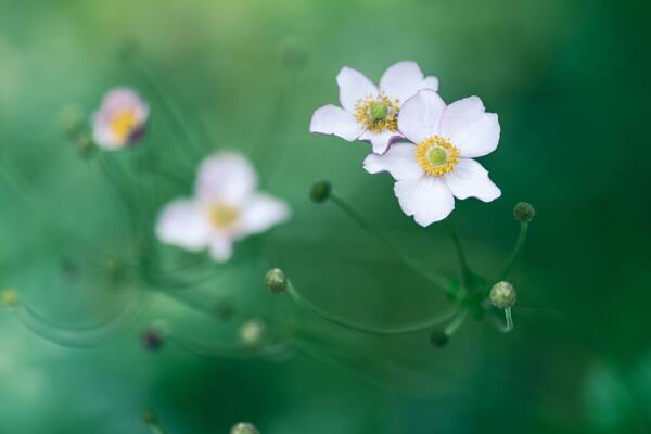 anemona flor primavera
