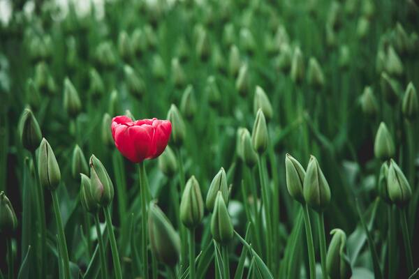 tulipán flor primavera